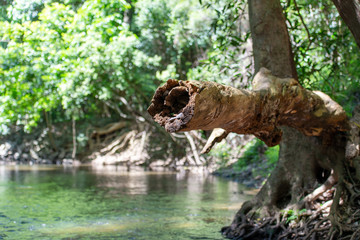 オーストラリア、公園を流れる清流