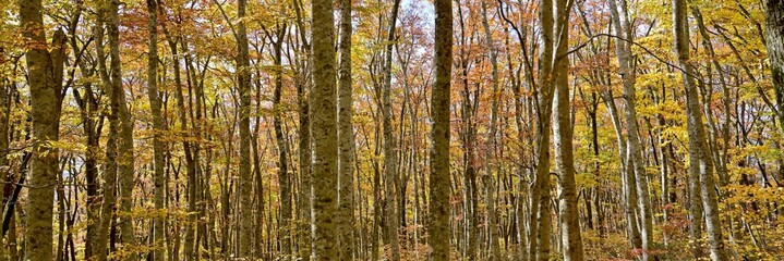 大山にあるブナの原生林の黄葉情景＠鳥取