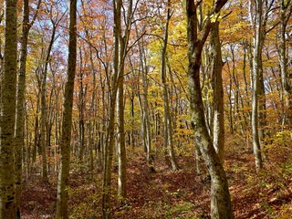 大山にあるブナの原生林の黄葉情景＠鳥取