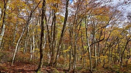 大山にあるブナの原生林の黄葉情景＠鳥取