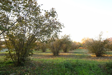 Obraz premium In the autumn garden grow bushes of cultivated hazelnuts