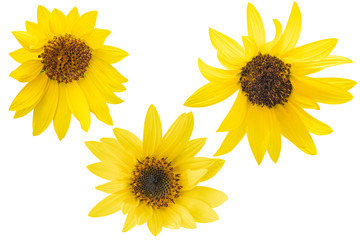 Obraz premium Yellow Sunflower on white background. Photo with clipping path.