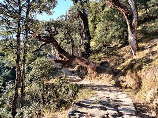 trees in the forest