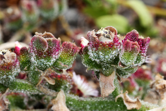 KRISTALLMITTAGSBLUME