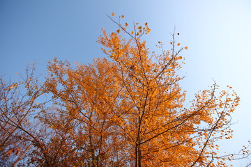 A plane tree with orange leaves and cones against the blue sky in the wind. General plan . Golden leaves in Autumn