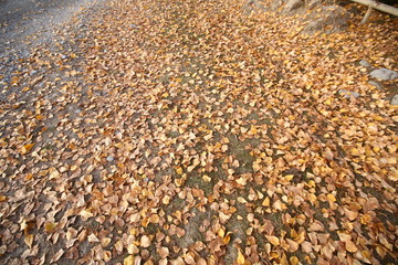 Background of colorful autumn leaves on forest floor . Abstract autumn leaves in autumn suitable as background . Autumn leaves on a meadow . Yellow leaves on the floor .