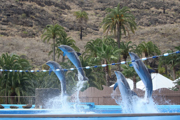 Delphin © Stephan von Mikusch