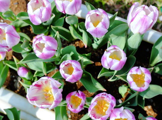 チューリップフェスティバル　カラフルなチューリップ　美しい花　花畑　癒やしの　自然の　