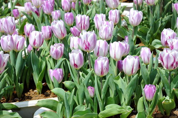 紫白のマーブル模様のチューリップ　チューリップフェスティバル　カラフルなチューリップ　美しい花　花畑　癒やしの　自然の　