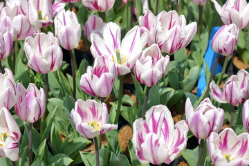 紫白のマーブル模様のチューリップ　チューリップフェスティバル　カラフルなチューリップ　美しい花　花畑　癒やしの　自然の　