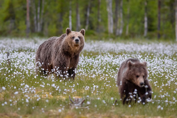 Braunbärfamilie in einem Sumpf in Finnland