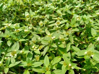 Weeds green in the nature background. Borreria alata grass or javanese called as udel-udelan.