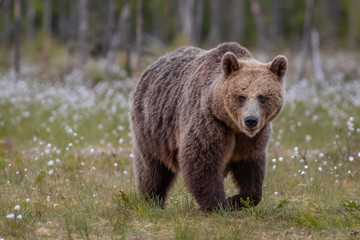 Fototapeta premium Wilder Braunbär in einem Sumpf in Finnland