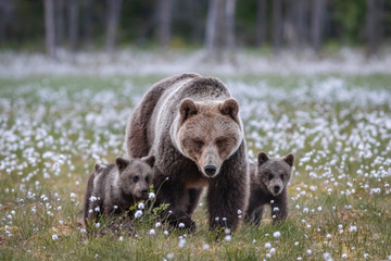 Obraz na płótnie Canvas Braunbärfamilie in einem Sumpf in Finnland