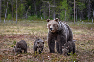 Fototapeta na wymiar Braunbärfamilie in einem Sumpf in Finnland
