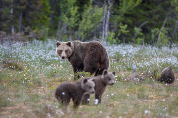 Braunbärfamilie in einem Sumpf in Finnland