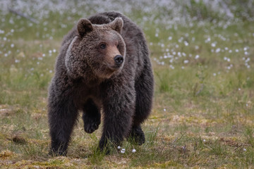 Fototapeta na wymiar Wilder Braunbär in einem Sumpf in Finnland