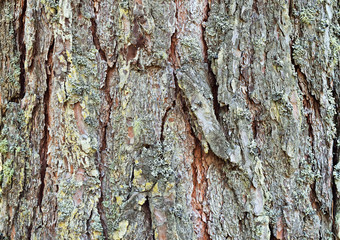 Texture of tree bark. Pine. Abstract background made of tree bark. Close up.