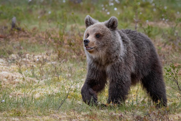 Obraz premium Wilder kleiner Braunbär in einem Sumpf in Finnland