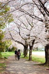 Fototapeta premium 日本埼玉県越谷市出羽公園 美しい桜の景色 市民の憩いの場 桜並木が有名