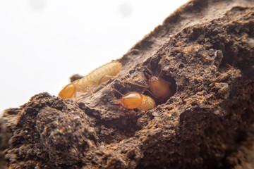 Close up of the small termite on decaying timber. The termite on the ground is searching for food to feed the larvae in the cavity.