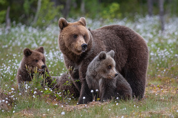 Braunbärfamilie in einem Sumpf in Finnland