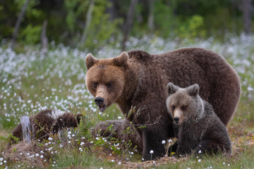 Obraz premium Braunbärfamilie in einem Sumpf in Finnland