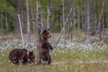 Wilde kleine Braunbären in einem Sumpf in Finnland