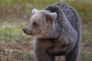 Fototapeta premium Wilder Braunbär in einem Sumpf in Finnland