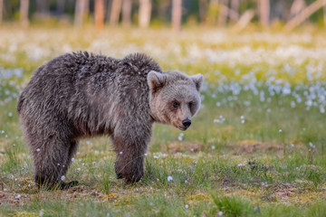 Obraz premium Wilder Braunbär in einem Sumpf in Finnland