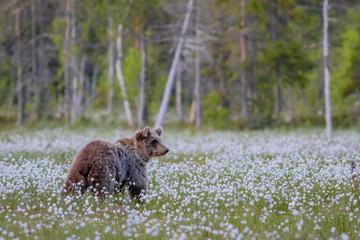 Fototapeta premium Wilder Braunbär in einem Sumpf in Finnland