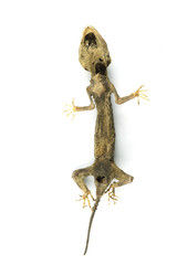 A dead dry gecko 7