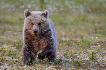 Fototapeta na wymiar Wilder kleiner Braunbär in einem Sumpf in Finnland