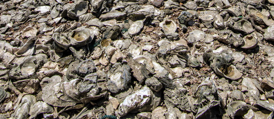 close up of a pile of stones and seashells