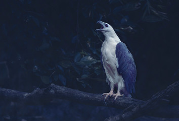 White bellied sea eagle roaring