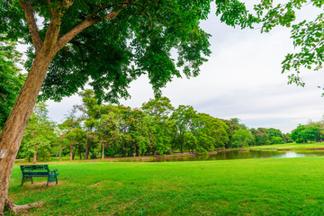 Park bench in public tree park