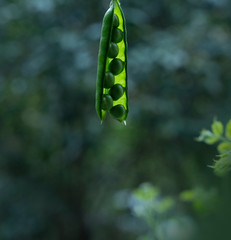 Fresh Green Peas and pods on wood table