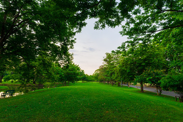 Green grass field with tree in public park
