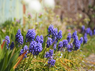 Fototapeta premium 春の花壇に咲くムスカリ