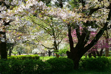 色とりどりの春の公園の風景