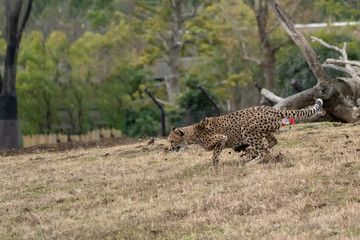zoo