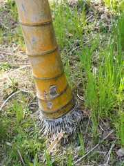 Fototapeta premium 地面にしっかりと根を張る竹