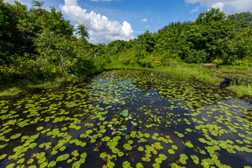 Forest Landscape with Pond full of Lilypads