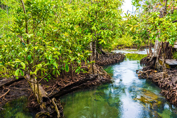 Tropical mangrove green forest clear water