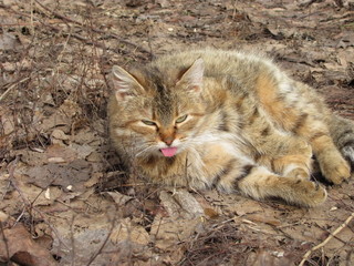 Naklejka na ściany i meble The cat lies on the green grass and shows tongue.