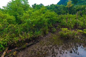 Ecology of mangrove forest tranquil water clean environment