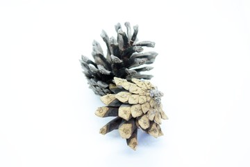 Beautiful pine cones located on a white background