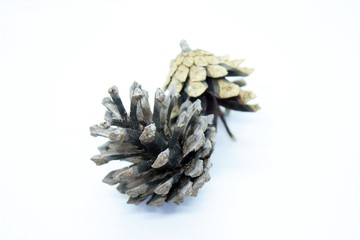 Beautiful pine cones located on a white background