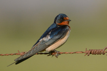 golondrina posada en alambre