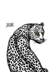 Jaguars isolated illustration on white background 